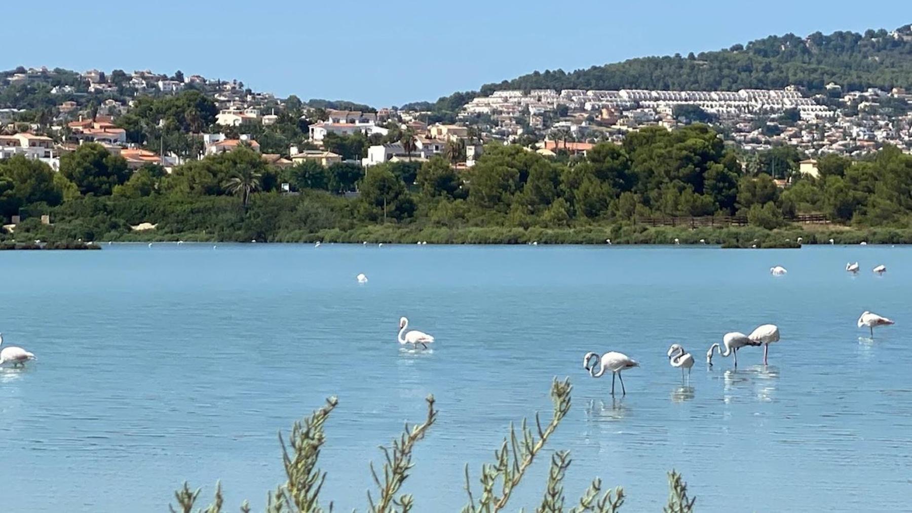 Timora Sea View New Apart' Hipocampos Calpe Exterior photo